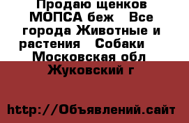 Продаю щенков МОПСА беж - Все города Животные и растения » Собаки   . Московская обл.,Жуковский г.